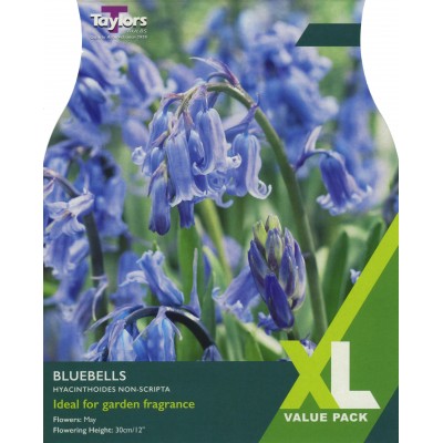 Hyacinthoides Non-Scripta - size 6-7 XL Pack
